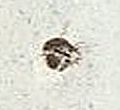Image:bln0006.1.BGF.small_zpfR5aa.jpg