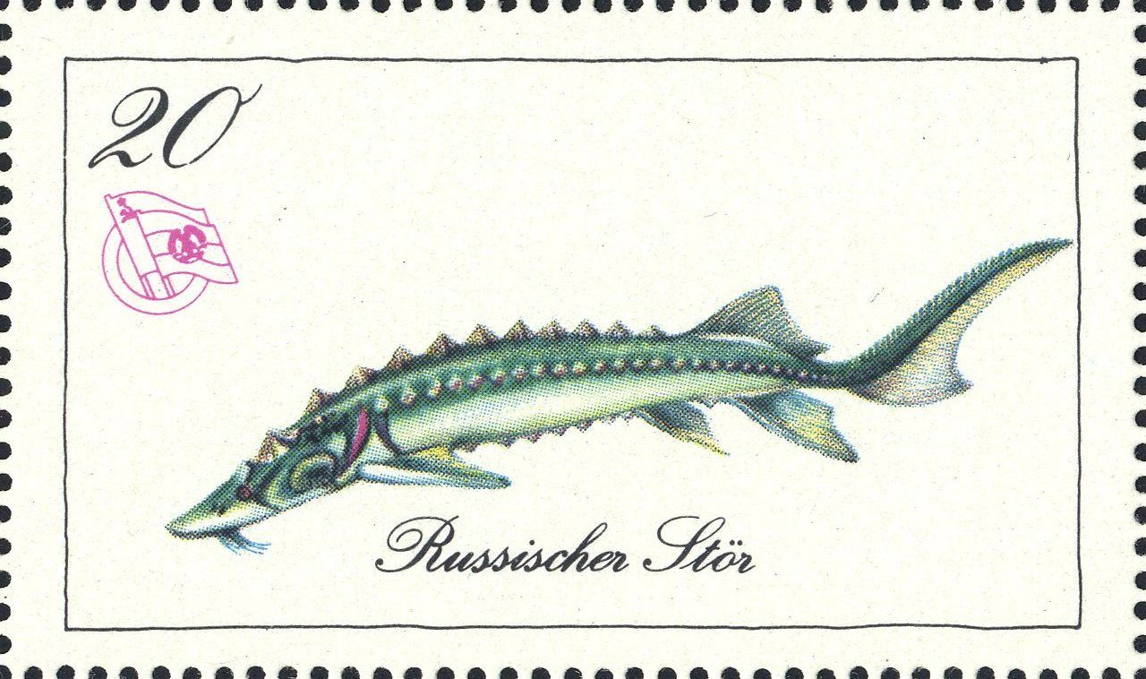 Image:ddr_dsfsms1973.1.big.jpg