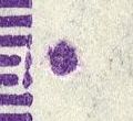 Image:saar0381.2.small_zpf40a.jpg