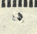 Image:bln0042.16.small_zpfU7ca.jpg