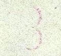 Datei:Bnd0179xWw.14.mall dzfL1ab.jpg