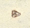 Image:bln0048.1.BGF.small_zpfU7ca.jpg