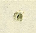 Image:bln0053.1.BGF.small_zpfU7aa.jpg