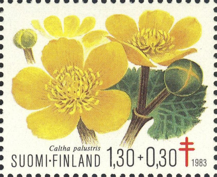 Datei:Fin0934.1.big.jpg